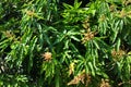 Mango trees with flowers, Thailand Royalty Free Stock Photo
