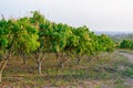 Mango trees at mango orchard. Royalty Free Stock Photo
