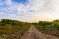Mango trees at mango orchard in sunset light with blue sky. Royalty Free Stock Photo
