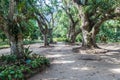 Mango trees