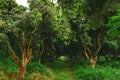 Mango trees, orchard or little forest. Agricultural concept Royalty Free Stock Photo