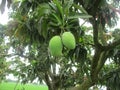 Mango trees planted on the edge of the fields in the middle of the rice fields Royalty Free Stock Photo