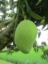 Mango trees planted on the edge of the fields in the middle of the rice fields Royalty Free Stock Photo