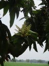 Mango trees planted on the edge of the fields in the middle of the rice fields Royalty Free Stock Photo