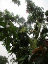 Mango trees planted on the edge of the fields in the middle of the rice fields Royalty Free Stock Photo