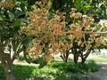 Mango trees and pollen grains on them in Punjab Pakistan
