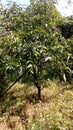 MANGO TREE IN MY GARDEN