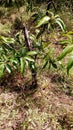 MANGO PLANT IN MY GARDEN