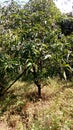 MANGO TREE IN MY GARDEN