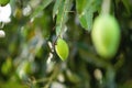 Mango trees that rely on yielding stay in winter