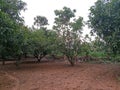 Mango trees & teku trees