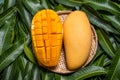 Mango, tropical fruit, in a bamboo wooden sieve basket on green leaf background, top view, full frame, beautiful, ripe harvest Royalty Free Stock Photo