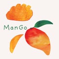 Mango tropical fruit watercolor illustration set. Painterly watercolor texture and ink drawing elements. Hand drawn and hand