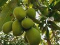 Mango type sweet arum in karawang Indonesia