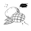 Mango vector drawing. Hand drawn tropical fruit illustration.