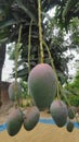 The fruit is called mango, it is very tasty. The mango variety is called Hari Bhanga and it is currently hanging on the tree