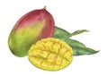Mango Watercolor botanical illustration. Hand drawn on isolated white background. Painting of tropical exotic Fruit Royalty Free Stock Photo