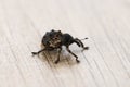 A Black Mango Weevil