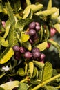 Mango yawning lime booing,Water drop on leaves after the rain