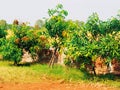 Mangoe plant nursery at village image Royalty Free Stock Photo