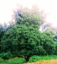 Mangoe Tree Royalty Free Stock Photo