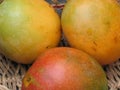 Mangoes-0942 Royalty Free Stock Photo