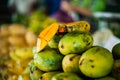 Mangoes Royalty Free Stock Photo