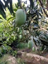 Mangoes beautiful shoot in garden