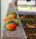 Mangoes are lying down in raw Royalty Free Stock Photo