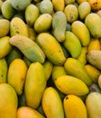 Mangoes@Mangifera indica