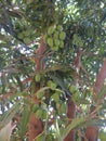 Mangoes on The Mango tree