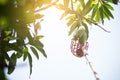 Mangoes on mango tree.