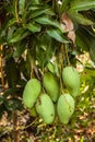 Mangoes on a mango tree in plantation