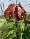 Mangoes new born leaf closeshoot