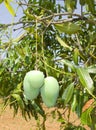 Mangoes ripening Royalty Free Stock Photo