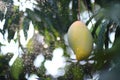 Mangoes are ripening on the mango tree and water drops Royalty Free Stock Photo