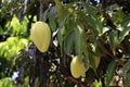 Mangoes Ripening on Tree