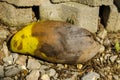 Mangoes rot on Floor Royalty Free Stock Photo