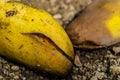 Mangoes rot on Floor Royalty Free Stock Photo