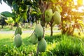 Mangoes on the tree,Fresh fruits hanging from branche,Bunch of green and ripe mango Royalty Free Stock Photo