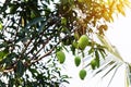 Mangoes on the tree,Fresh fruits hanging from branches,Bunch of green and ripe mango Royalty Free Stock Photo