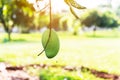 Mangoes on the tree,Fresh fruits hanging from branches,Bunch of green and ripe mango Royalty Free Stock Photo