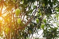 Mangoes on the tree,Fresh fruits hanging from branches,Bunch of green and ripe mango Royalty Free Stock Photo