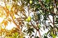 Mangoes on the tree,Fresh fruits hanging from branches,Bunch of green and ripe mango Royalty Free Stock Photo