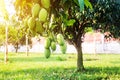 Mangoes on the tree,Fresh fruits hanging from branches Royalty Free Stock Photo
