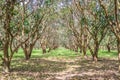 Mangoes trees plantation in Nakhon Nayok.