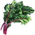 Mangold, chard, fresh green leaves of beet isolated, watercolor illustration Royalty Free Stock Photo