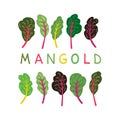 Mangold-02