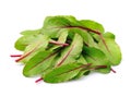 Mangold salad Royalty Free Stock Photo