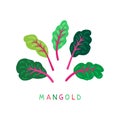 Mangold-01